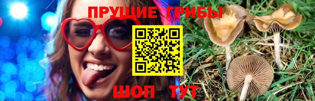 Псилоцибиновые грибы Cubensis Подольск